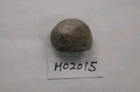 藏品(邊糟頂螺(模))的圖片